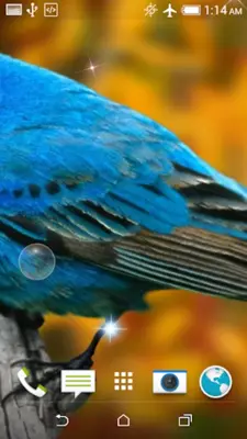 Birds Jigsaw Puzzle + LWP android App screenshot 1